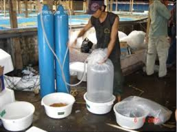 Dịch Vụ  Bán - Đổi Bình Oxy Cá - Cung Cấp Oxy Cho Thủy Hải Sản